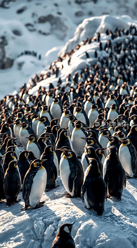 南极雪地上的企鹅大军