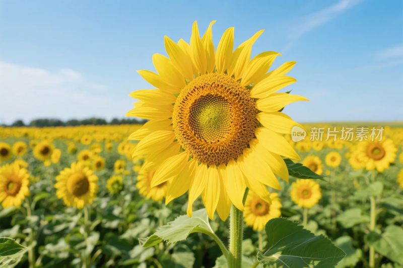 向日葵田园风景