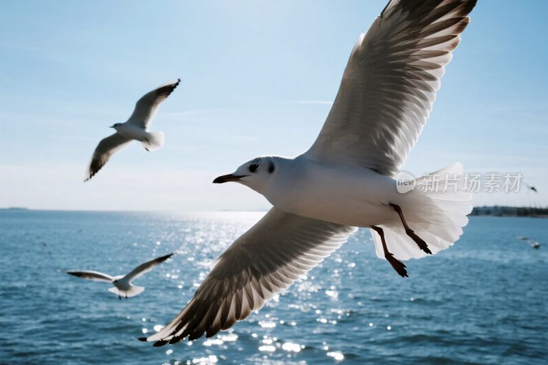 海鸥飞翔海洋摄影