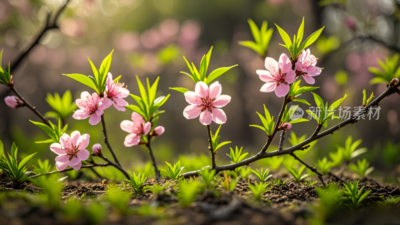 美丽的桃花开