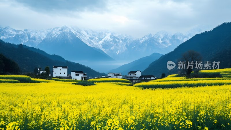 油菜花海中的古村落 油菜花