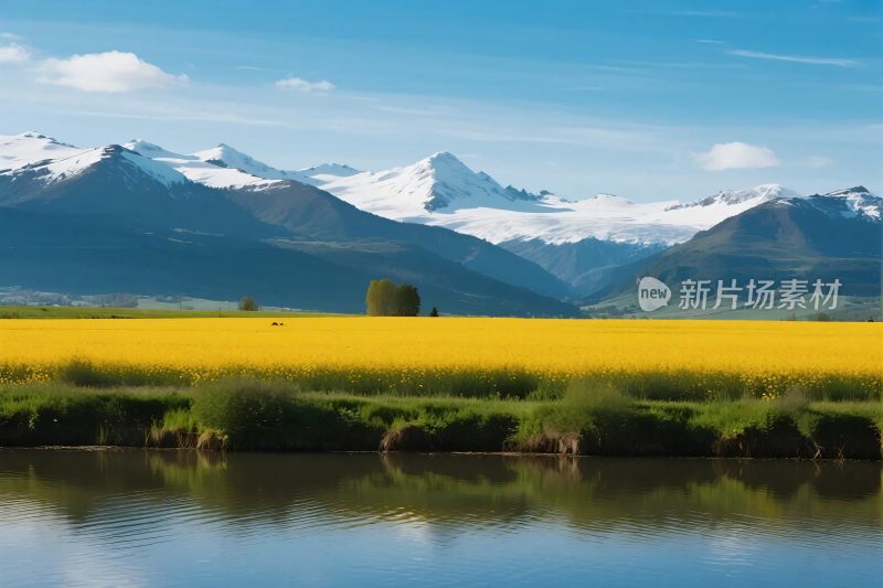 雪山下花田湖泊风景