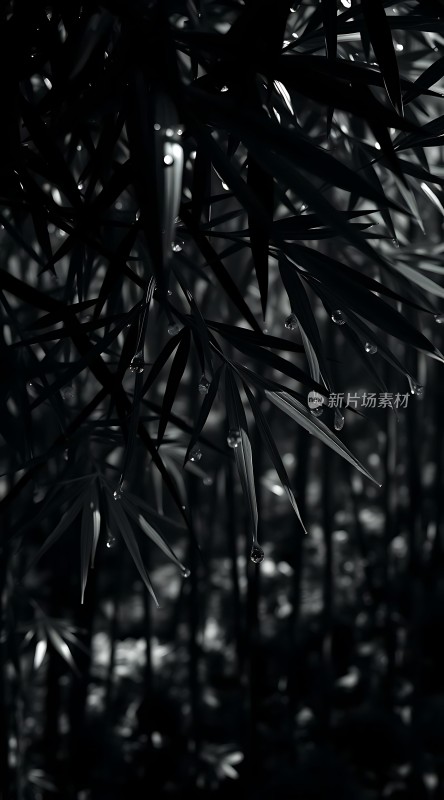 雨后竹叶上的露珠