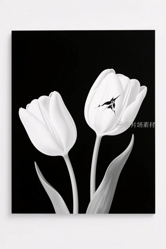 黑白郁金香插画