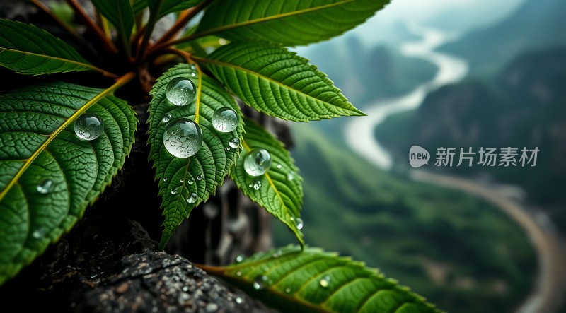 雨后绿叶上的露珠