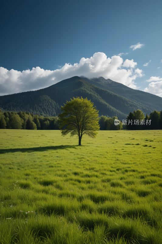 田野里一棵孤树一座高山清风景图片