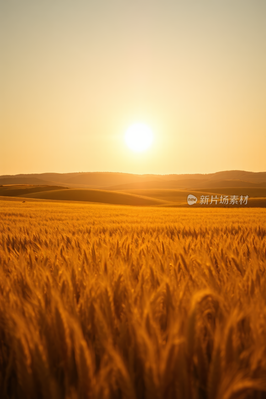 麦田夕阳西下背景图片