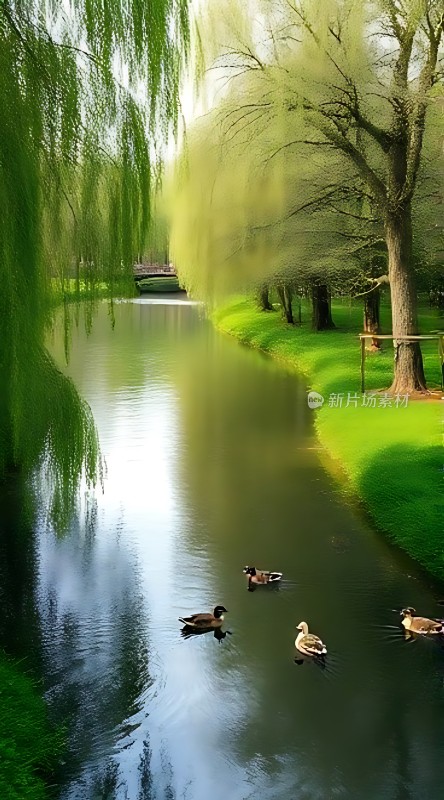 湖畔绿柳映白鸭