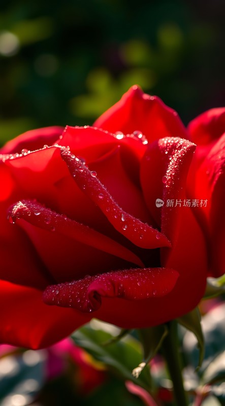 晨露轻吻红玫瑰