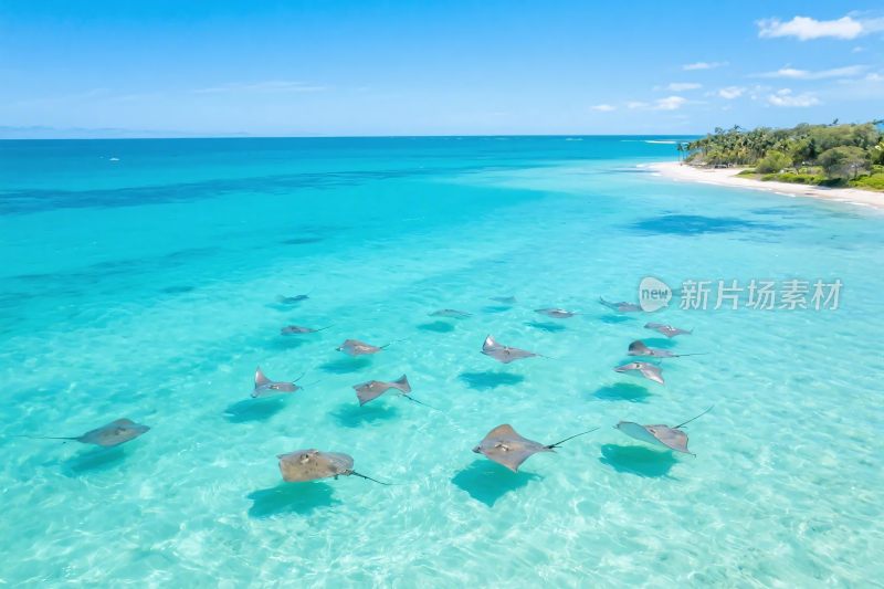 海滨海鳐群景观