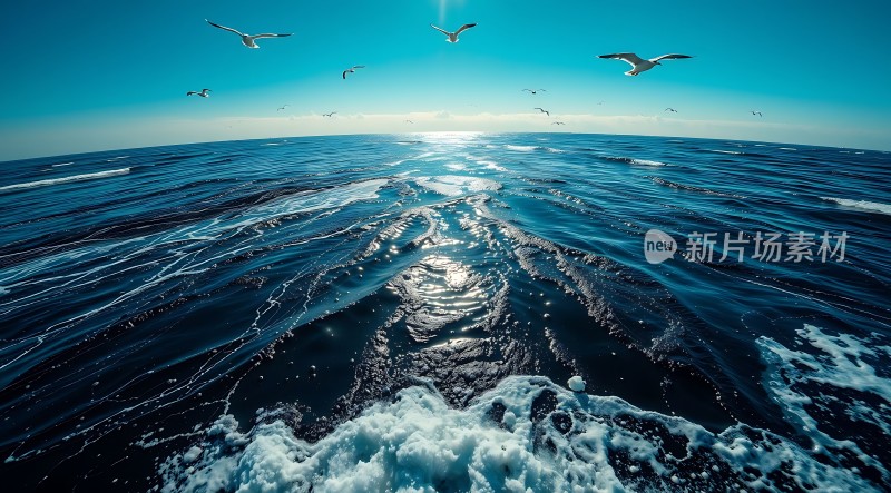 阳光下的海洋与飞翔的海鸥