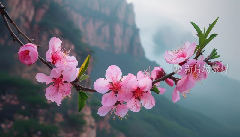 云台山桃花盛景