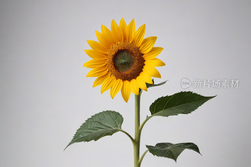 一朵绿色茎黄色花的向日葵高清图片