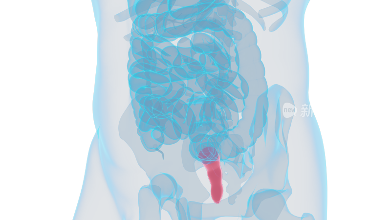 直肠 消化系统十二指肠大肠小肠大肠癌肠胃