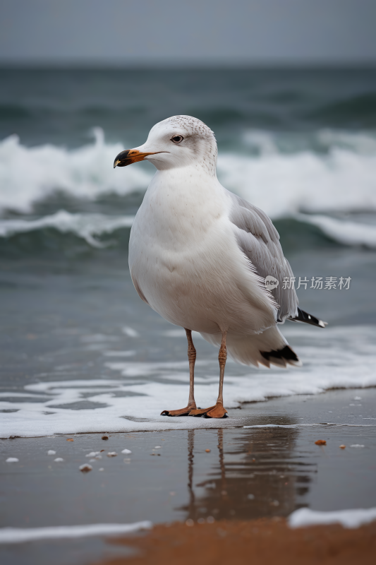 站在海滩上水和波浪高清图片