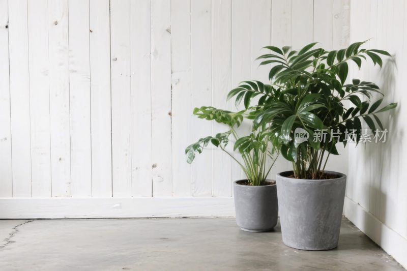 室内绿植装饰场景