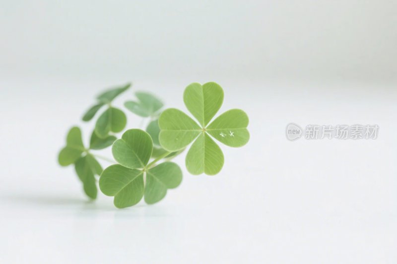 绿色四叶草特写