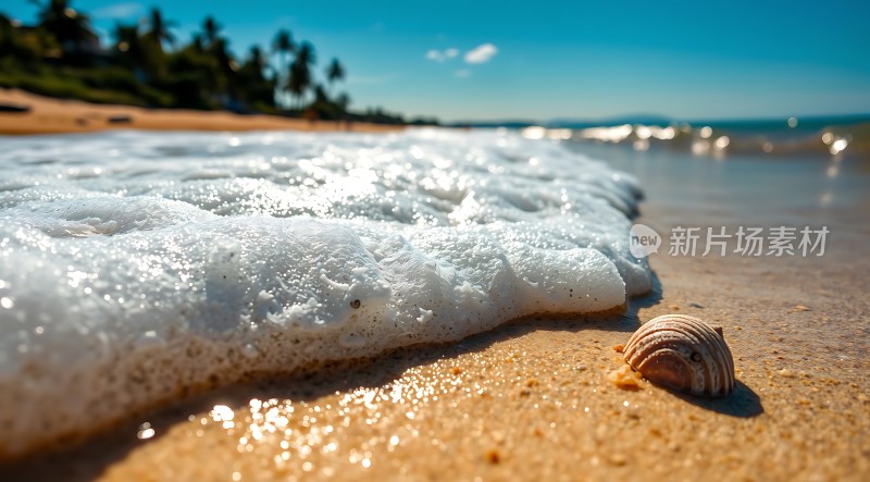 阳光下的海浪与贝壳