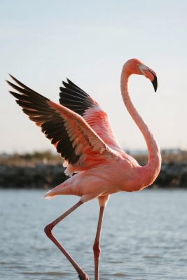 火烈鸟自然摄影 火烈鸟自然摄影