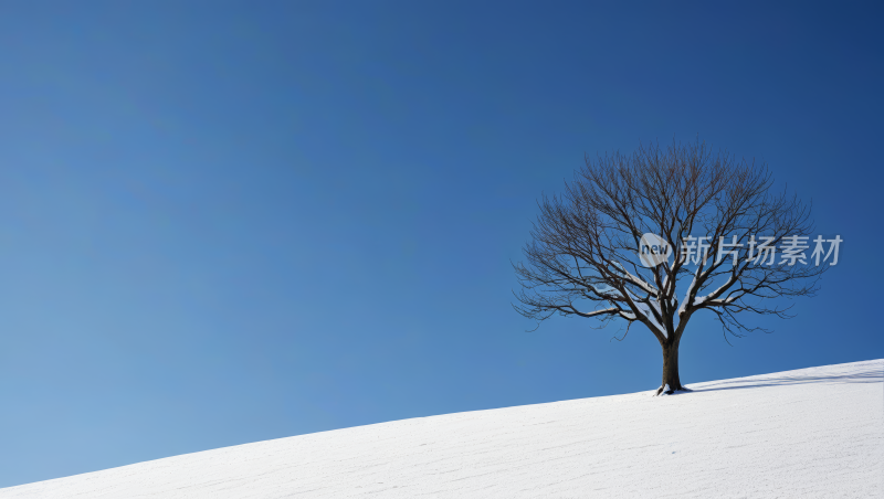 雪山上的一棵孤树高清风景图片