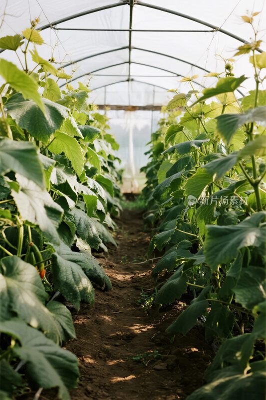 温室作物种植场景