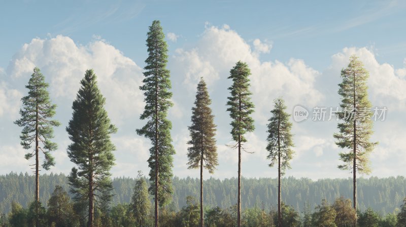 挺拔松树森林景观图