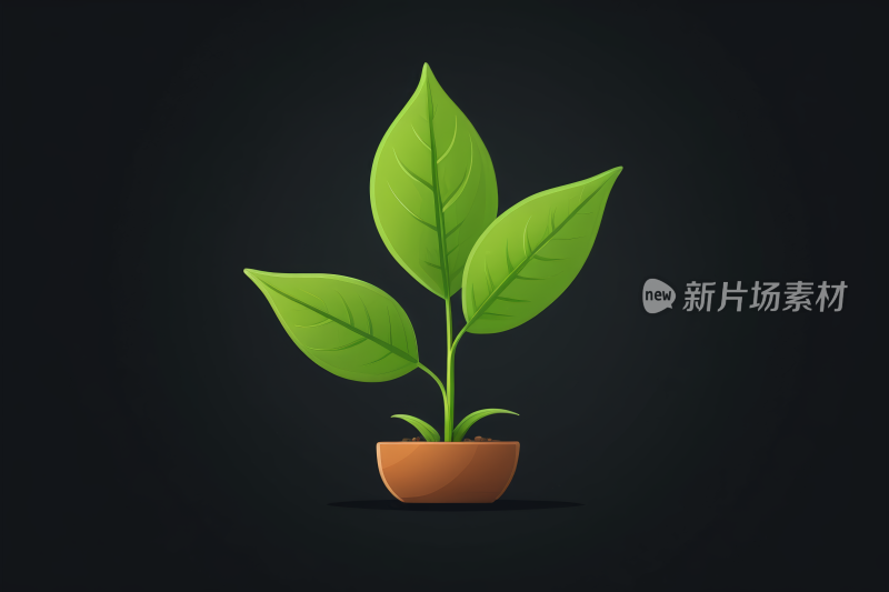 一种盆中叶子绿色的植物高清图片