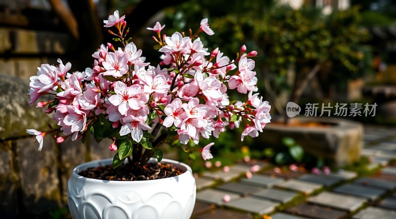 春日限定粉嫩樱花绽放
