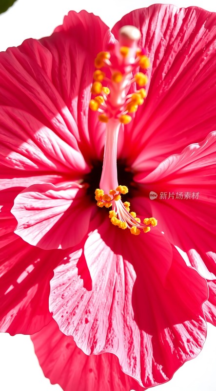 粉红花朵绽放阳光下的美丽瞬间