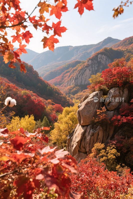 秋日山林红叶美景
