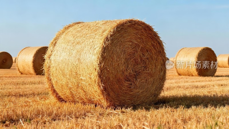 金色田野里的麦草卷