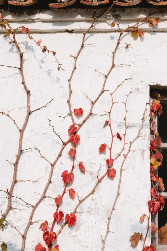 白色墙面藤蔓红果