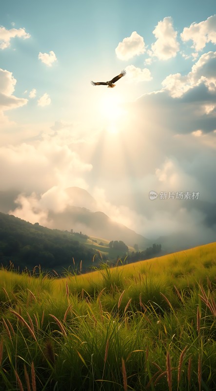 阳光下的自由翱翔