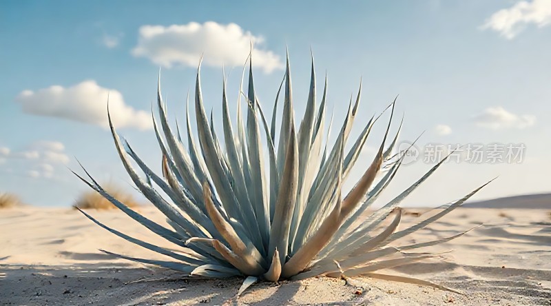 沙漠中的坚韧生命