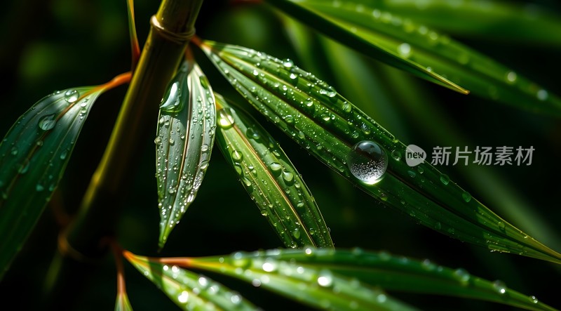 雨后竹叶上的露珠