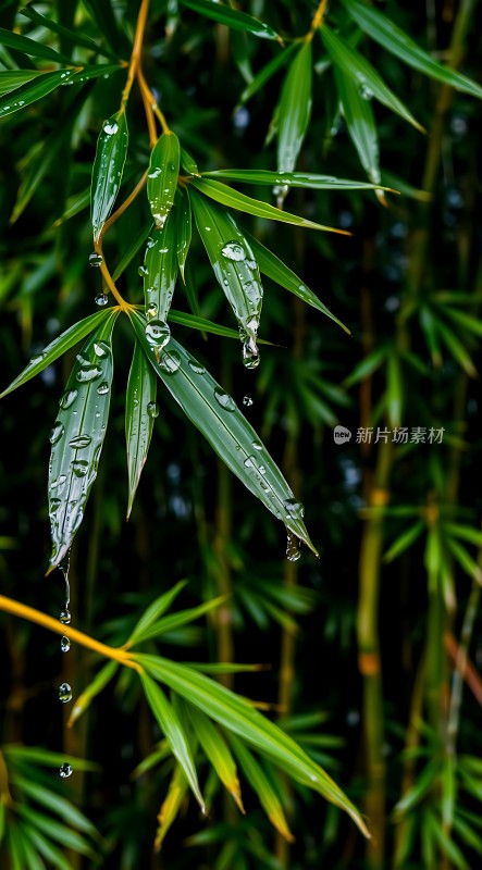 雨后竹叶上的水滴