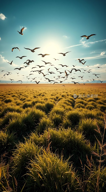 阳光下的草原与飞翔的鸟群