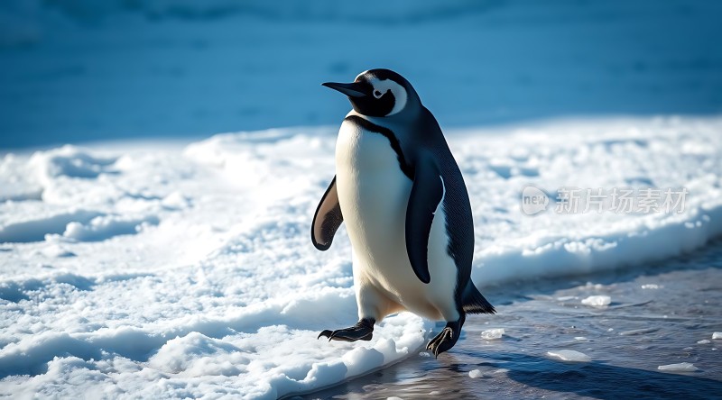 南极企鹅漫步雪地