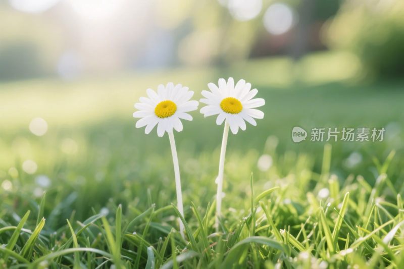 雏菊草地自然景观