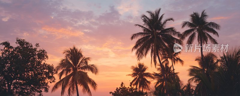 夕阳下的棕榈树美景