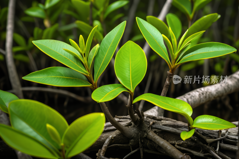 一棵树枝上有许多绿色的叶子高清图片