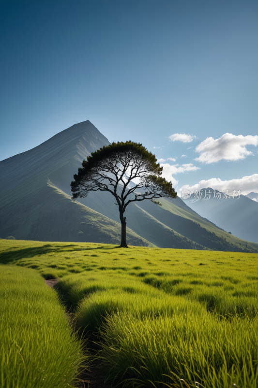 草地中间一棵孤树高清风景图片