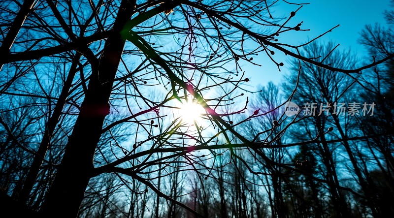 阳光透过树枝洒下宁静而美丽