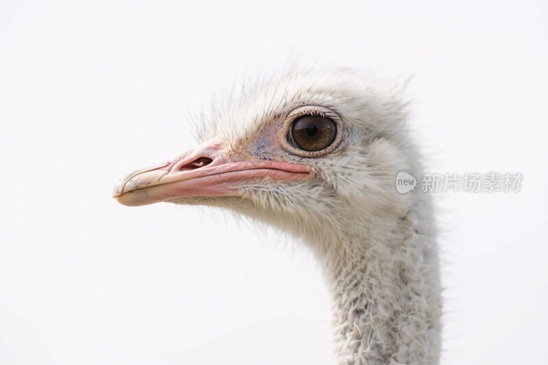 鸵鸟头部特写