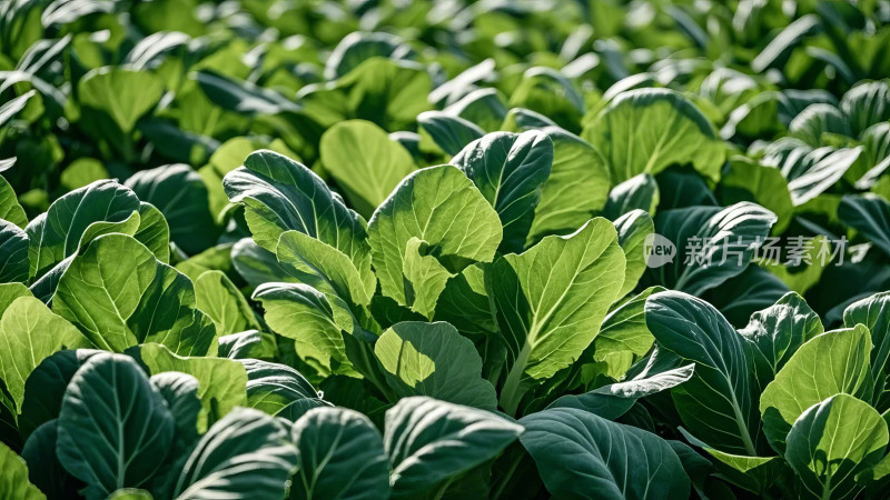 绿色蔬菜种植基地农业生产田园风光图