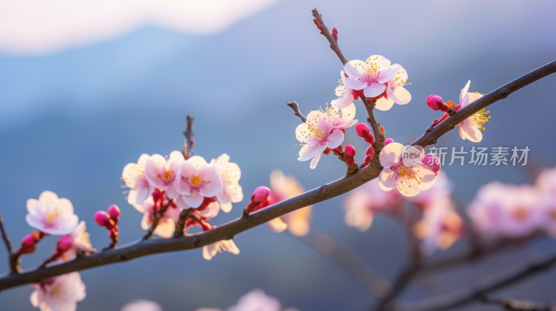 梅花粉色花朵