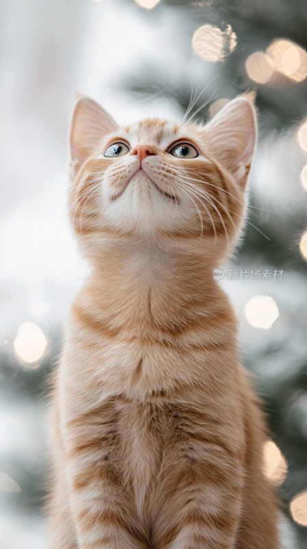 仰头的橘色小猫