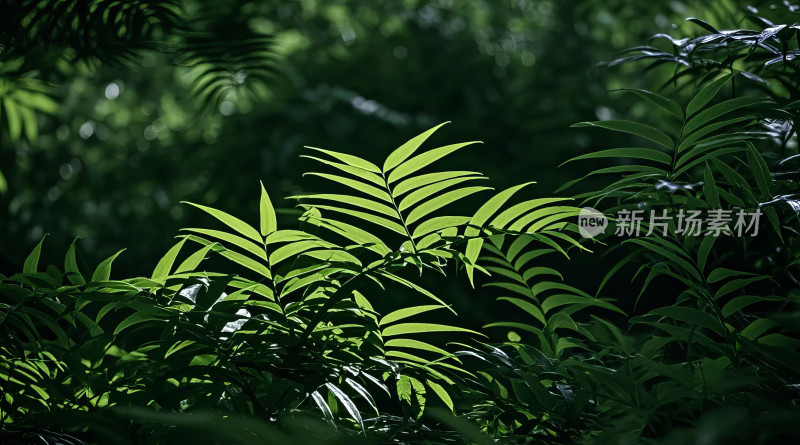 夏日绿色蕨类植物自然生态环境特写