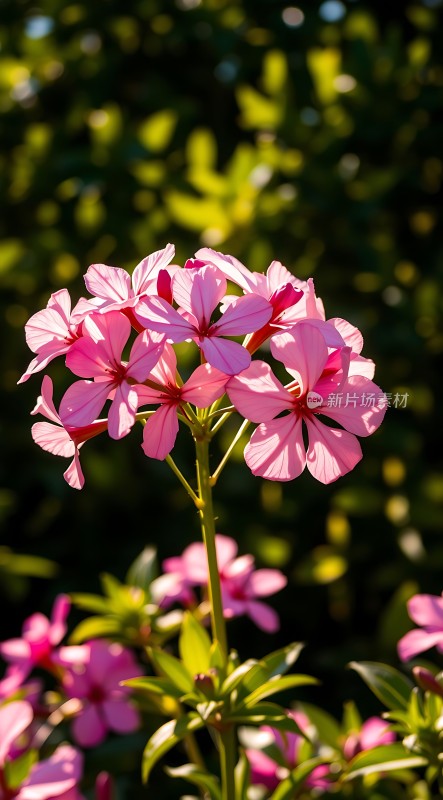 阳光下的粉色花朵绽放