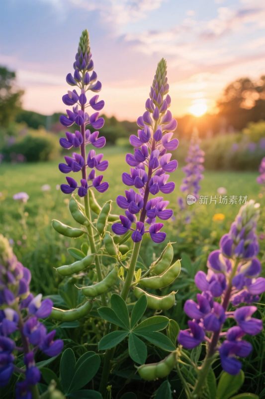 夕阳下的鲁冰花草地